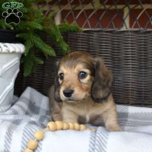 Gelato, Dachshund Puppy